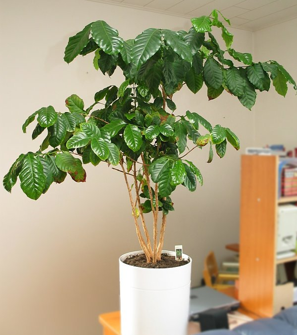 咖啡樹種植 家養咖啡樹的技術要領