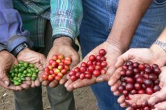 精品咖啡基礎常識 咖啡豆的採收方式