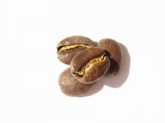 精品咖啡基礎常識 藍山咖啡的現狀