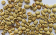 蘇門答臘A.P.羅布斯塔咖啡生豆