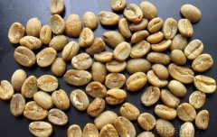 印尼蘇拉維卡羅西咖啡生豆