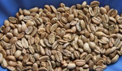 中國海南產：利比瑞卡咖啡豆