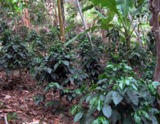 咖啡豆的生產 咖啡樹從栽種到結果