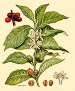 全世界的咖啡屬植物大約有60多種