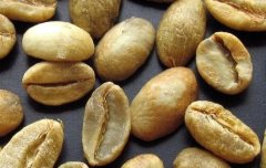 知名咖啡生豆介紹 摩卡咖啡生豆