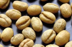 知名咖啡生豆介紹 坦桑尼亞咖啡生豆
