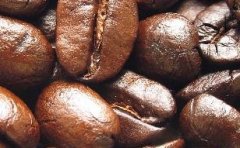知名咖啡生豆介紹 雲南小粒咖啡