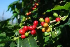咖啡樹的三大原種 “阿拉比”這個咖啡品種