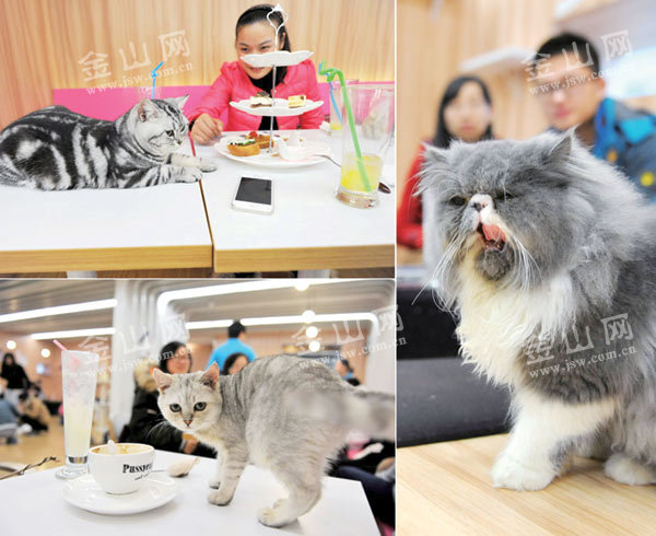 貓主題咖啡館存在無證經營現象？