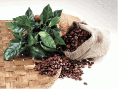 精品咖啡基礎常識 也門咖啡發展史概述