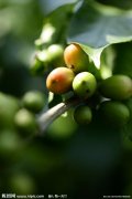 咖啡樹的生長習性以及種植技術