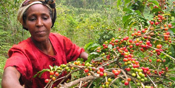咖啡果的收穫時間 種植咖啡豆的知識