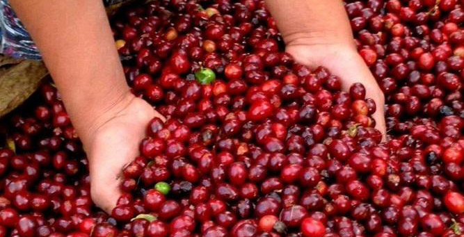 主要咖啡品種在不同國家和地區產區的風味表現特點圖