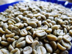 哥斯達黎加塔拉珠水洗卡杜拉咖啡豆 新鮮下單烘焙咖啡熟豆