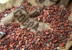 常見咖啡豆的種類與特性 它們有什麼樣的特點呢？