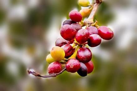 氣候變化影響赤道國家咖啡種植
