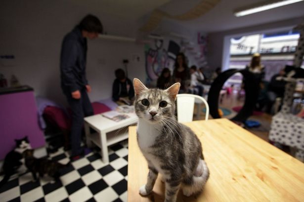英國首家貓咪主題咖啡館開業 生意火爆超預期