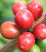 外眼看雲南咖啡：雲南咖啡種植產區介紹 雲南普洱咖啡豆是什麼品種風味
