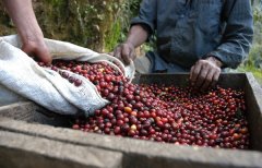咖啡豆生產在哪些地域？ 咖啡帶