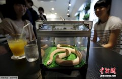 日本重口味咖啡屋 顧客邊喝飲料邊賞蛇