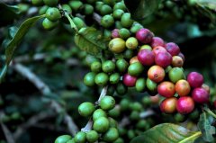 咖啡豆品牌都來自於哪些地區？