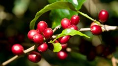 產地不同是影響咖啡口味的要素 關鍵的是咖啡豆的不同