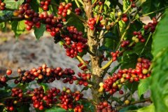 從果實到生咖啡豆 由收穫到發貨的過程