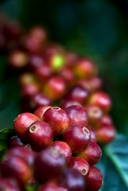 咖啡危機 刁鑽口味和脆弱品種