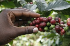 優質咖啡生產國肯尼亞 肯尼亞咖啡現狀