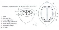 咖啡豆“公母”如何區分？ 咖啡公豆咖啡母豆