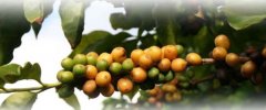 美國夏威夷咖啡 美國唯一一個生產咖啡的州