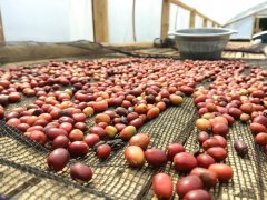 印尼咖啡豆品種與溼刨法