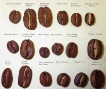 咖啡瑕疵豆分級的標準 一些關鍵概念和術語