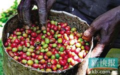 咖啡基礎常識 爲什麼非洲很少有人喝咖啡？