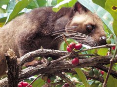 棕櫚貓和咖啡豆 精品咖啡豆基礎常識