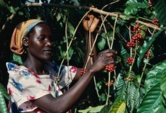 咖啡植物起源來自埃塞俄比亞高原的森林