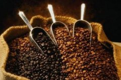 咖啡豆？可可豆？咖啡豆的系統介紹
