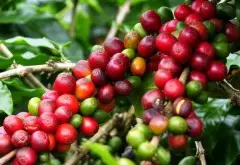 咖啡樹是如何生長的和結果的？ 咖啡豆的生長