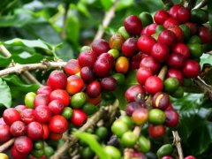 哪些國家和地區才能種植咖啡？爲什麼？
