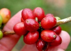 咖啡樹培養的方法 在家自己怎樣種植咖啡樹？