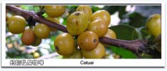 人工雜交的咖啡品種：卡杜艾咖啡豆品種