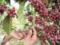 老撾採摘咖啡豆過程記錄 咖啡豆怎樣摘？