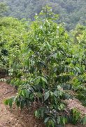 咖啡樹、咖啡花、咖啡果 咖啡豆的種植過程