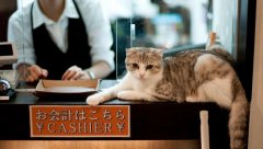 日本的貓咪咖啡店