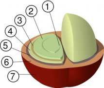 咖啡的解剖學 咖啡豆的內部的結構圖