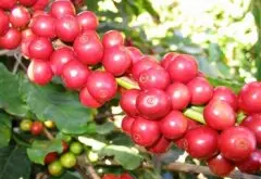 世界咖啡主要產地 亞洲及太平洋地區咖啡產地