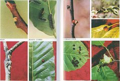 咖啡種植常見的病蟲和防治方法 咖啡基礎常識