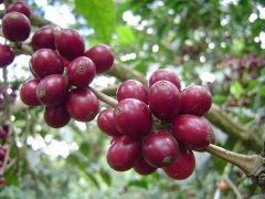 咖啡豆原始種 波旁咖啡品種如何種植