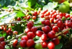 與咖啡的零距離接觸 咖啡源自埃塞俄比亞的咖發