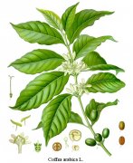 咖啡栽培技術 一種較易栽培的熱帶經濟作物